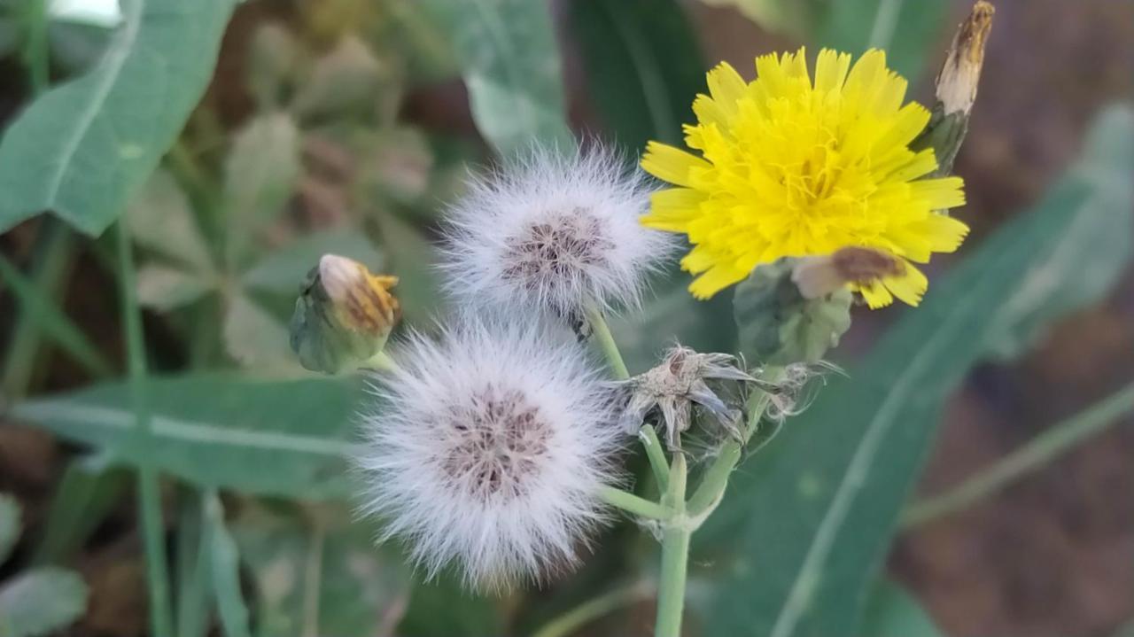 לינה וארוחת בוקר Kelaat-M'Gouna Les Jardins Du M'Goun מראה חיצוני תמונה