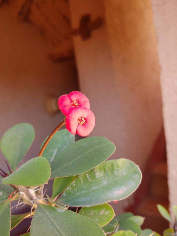 לינה וארוחת בוקר Kelaat-M'Gouna Les Jardins Du M'Goun מראה חיצוני תמונה